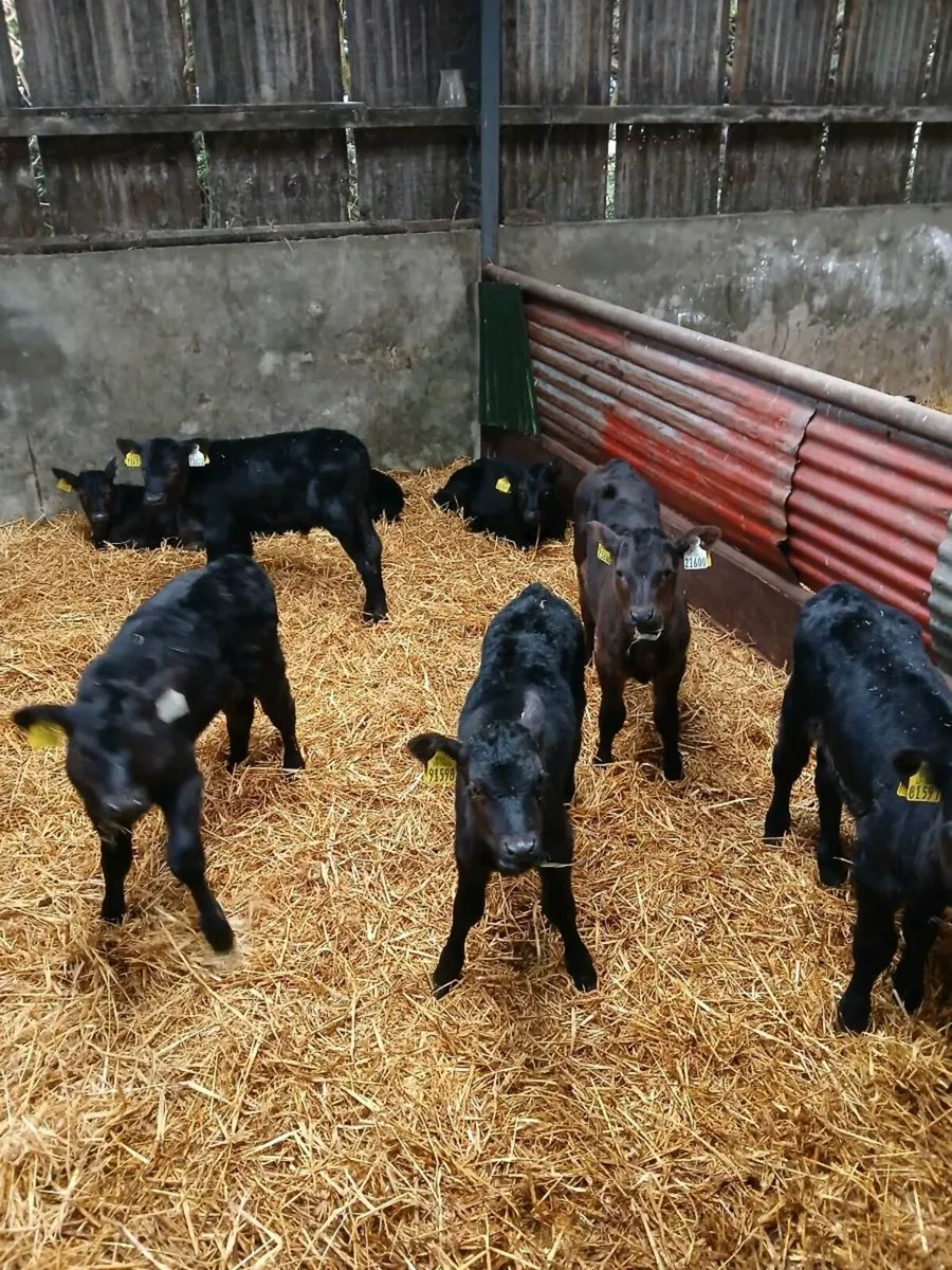 Angus Calves - Image 1
