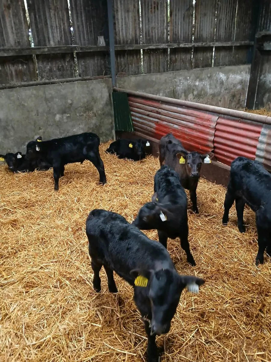 Angus Calves - Image 2