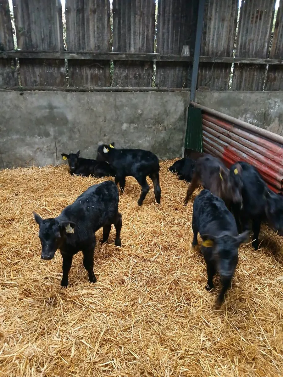 Angus Calves - Image 3