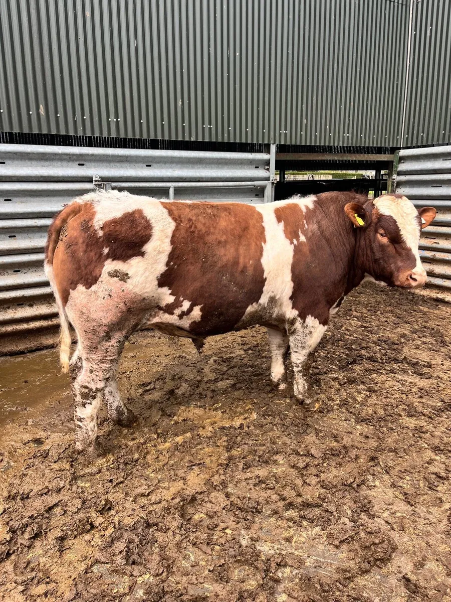 Salers maine anjou charolais bulls - Image 2