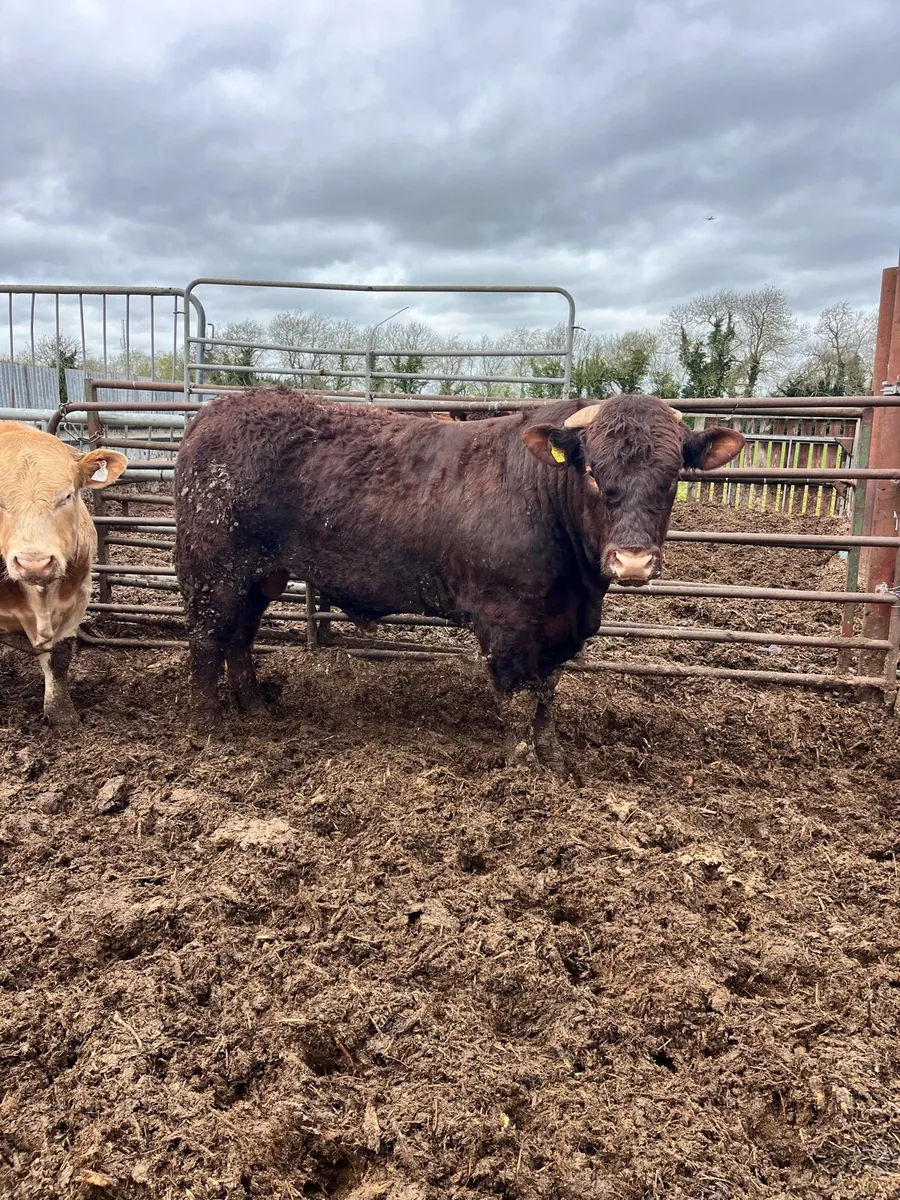 Salers maine anjou charolais bulls - Image 3