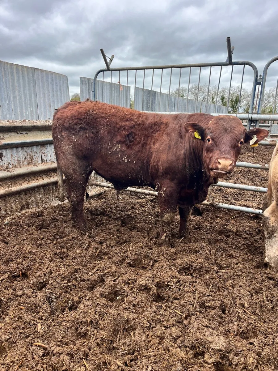 Salers maine anjou charolais bulls - Image 4
