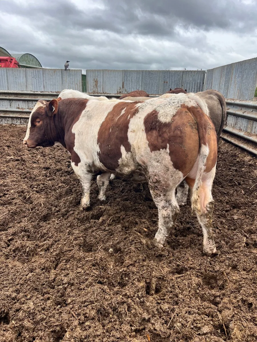 Salers maine anjou charolais bulls - Image 1