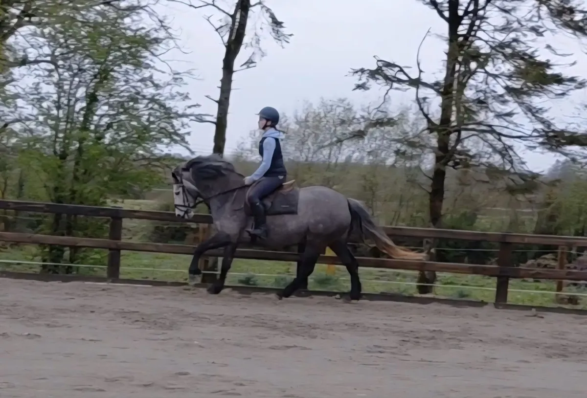 Connemara Pony - Image 4