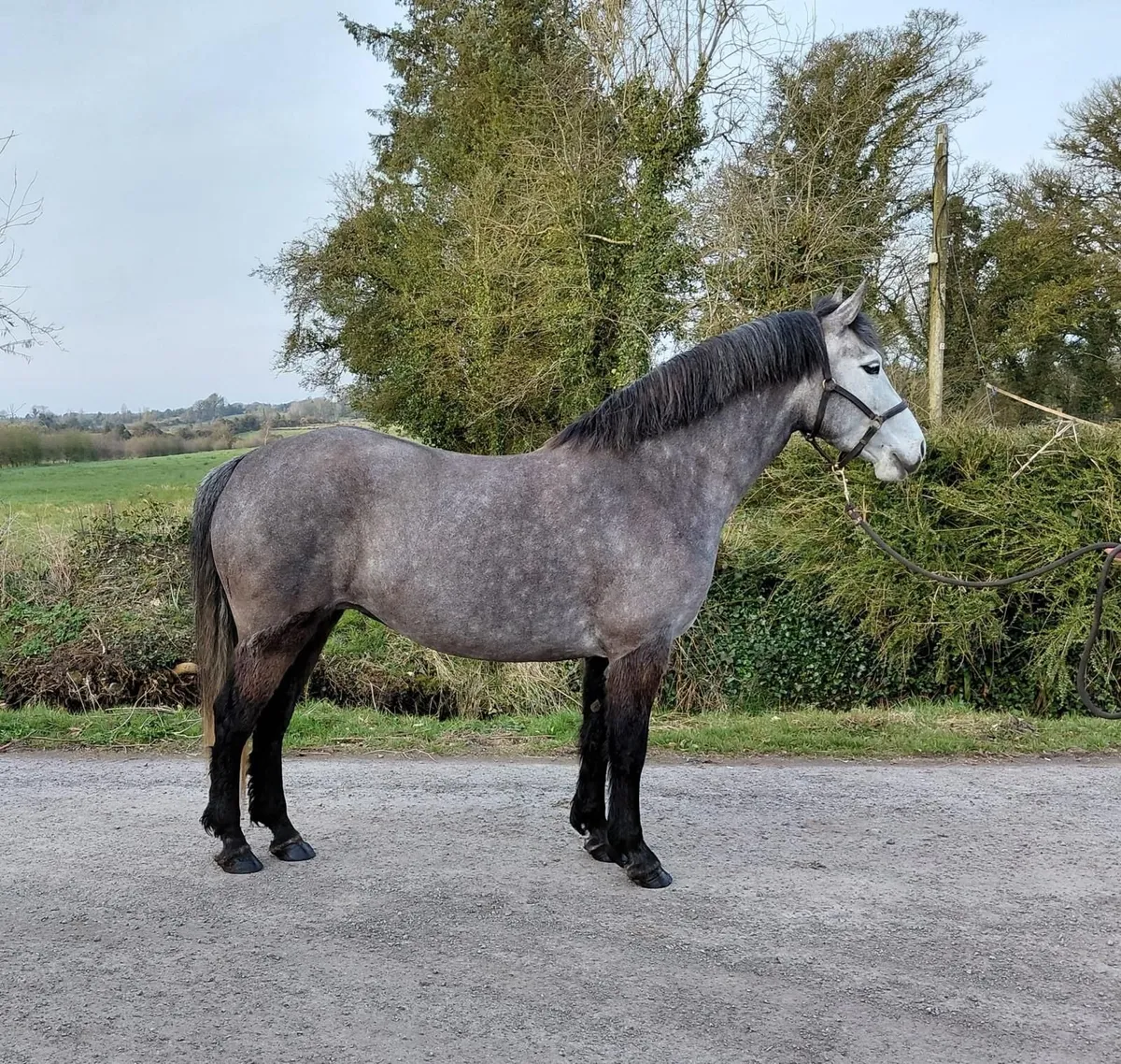 Connemara Pony - Image 1