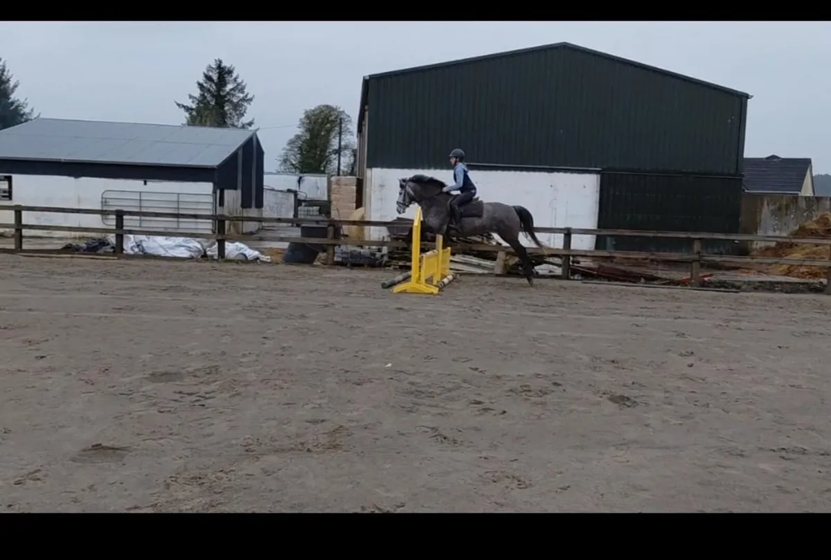 Connemara Pony - Image 2