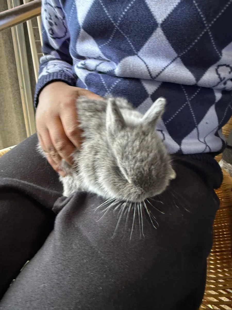 Netherland Dwarf Rabbit - Image 3