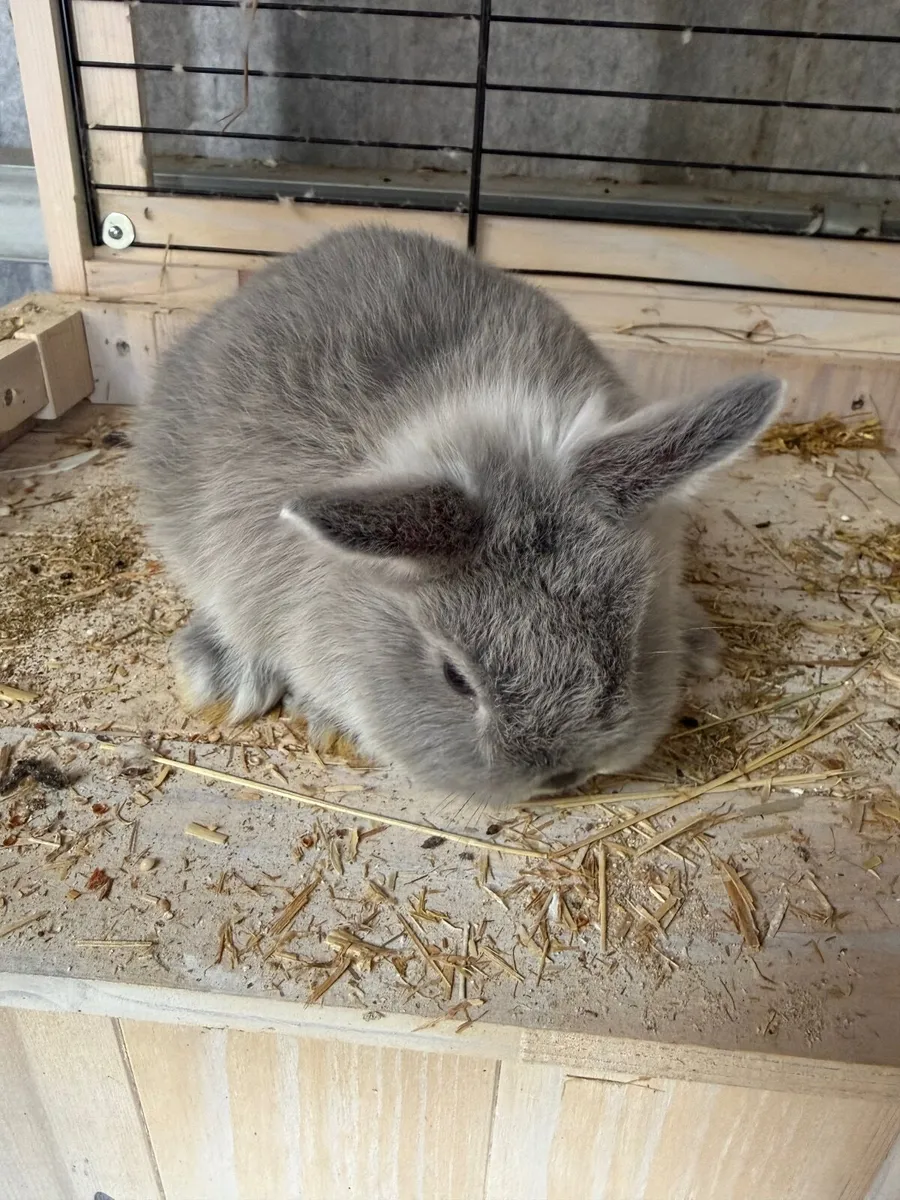 Netherland Dwarf Rabbit - Image 4
