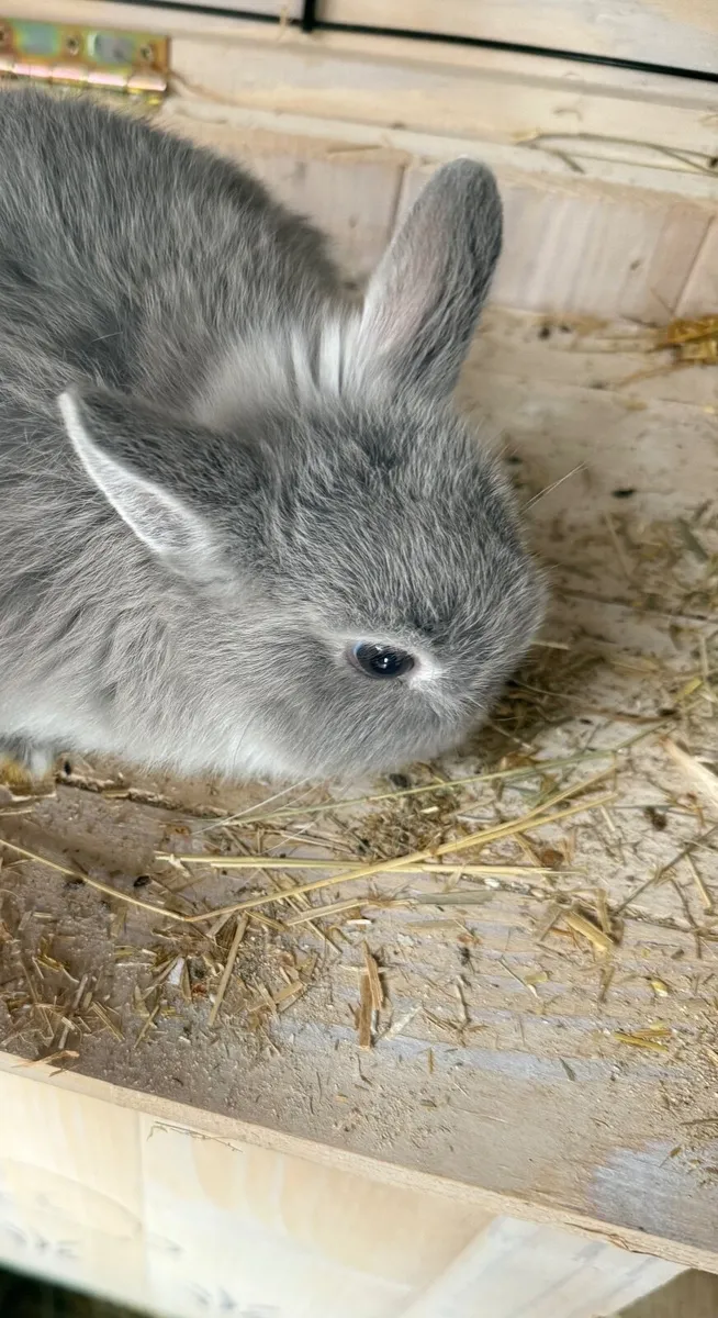 Netherland Dwarf Rabbit - Image 2