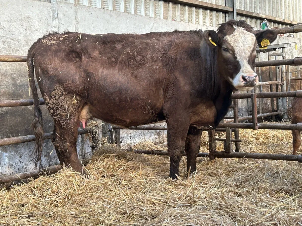 5 star First calved heifer and bull calf - Image 1
