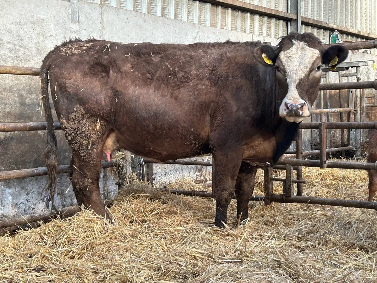 5 star First calved heifer and bull calf - Image 2