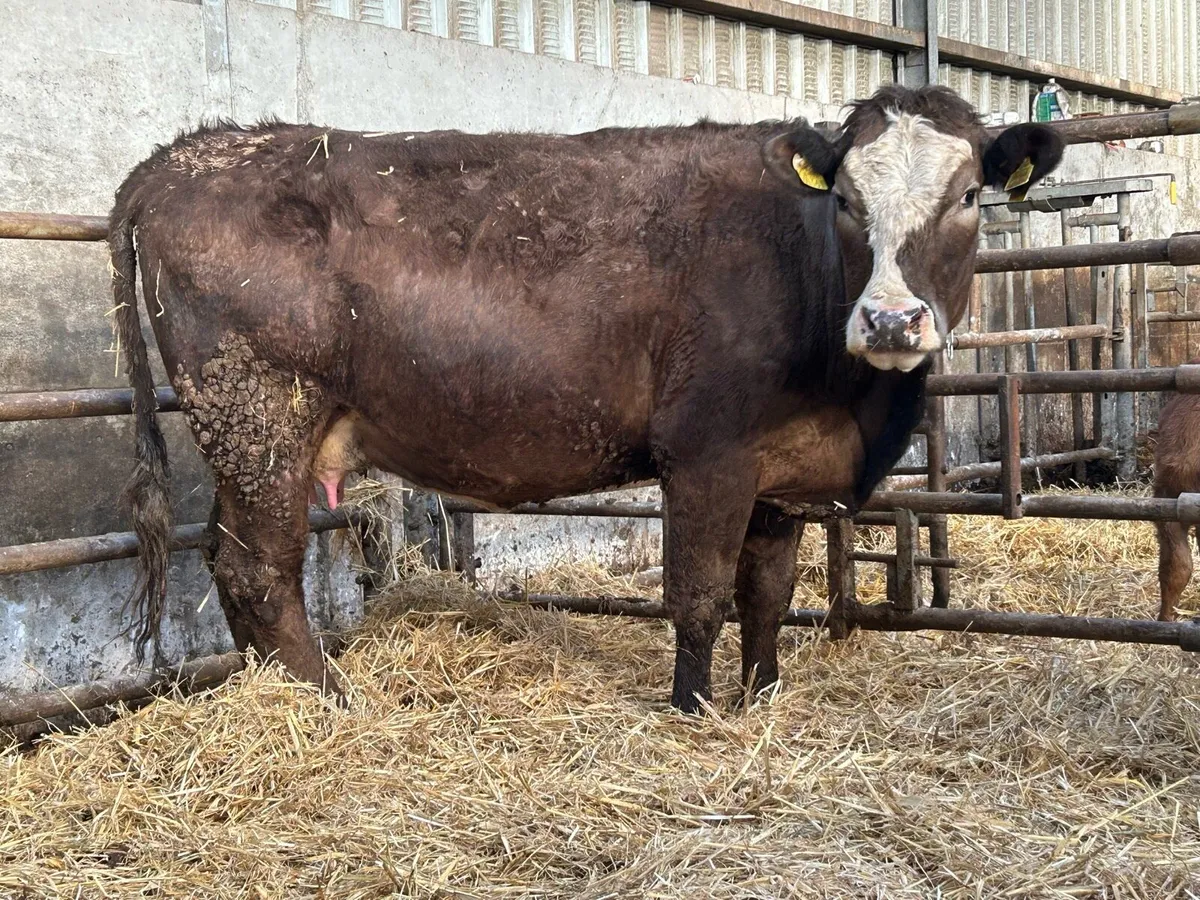 5 star First calved heifer and bull calf - Image 3