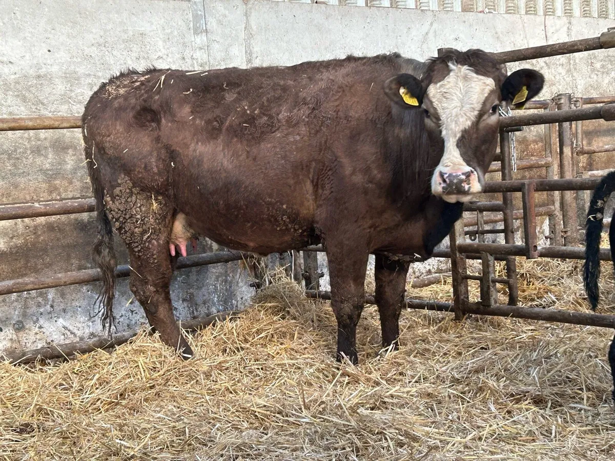 5 star First calved heifer and bull calf - Image 4