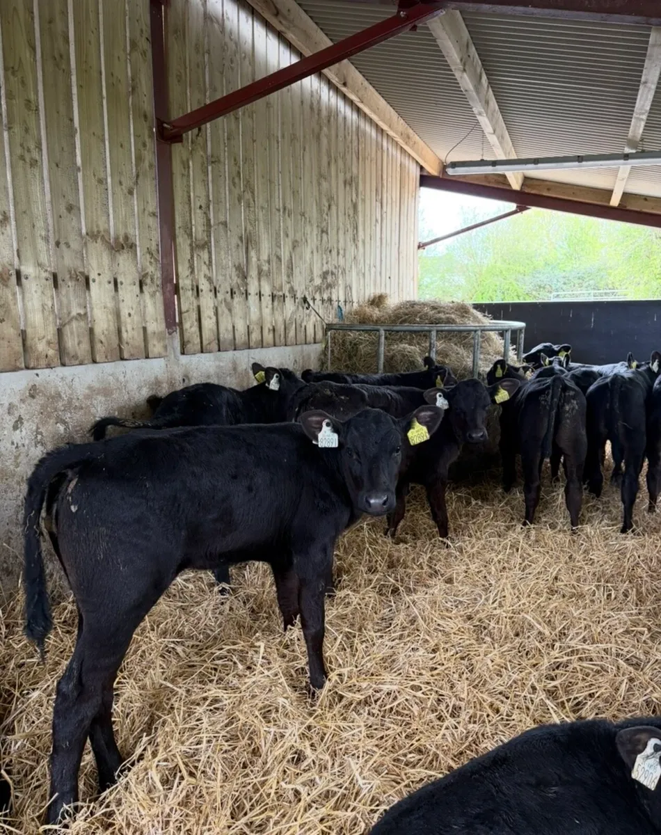16 smashing 2-3 month old reared Angus heifers🔥 - Image 1