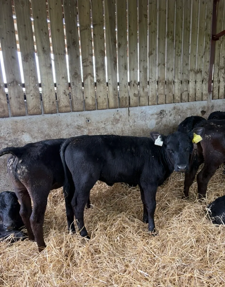 16 smashing 2-3 month old reared Angus heifers🔥 - Image 4