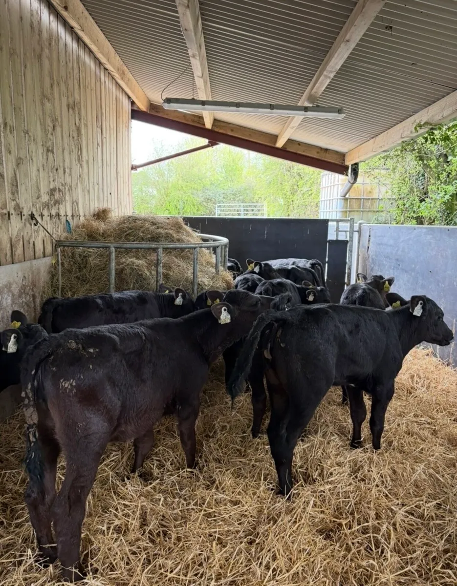 16 smashing 2-3 month old reared Angus heifers🔥 - Image 2