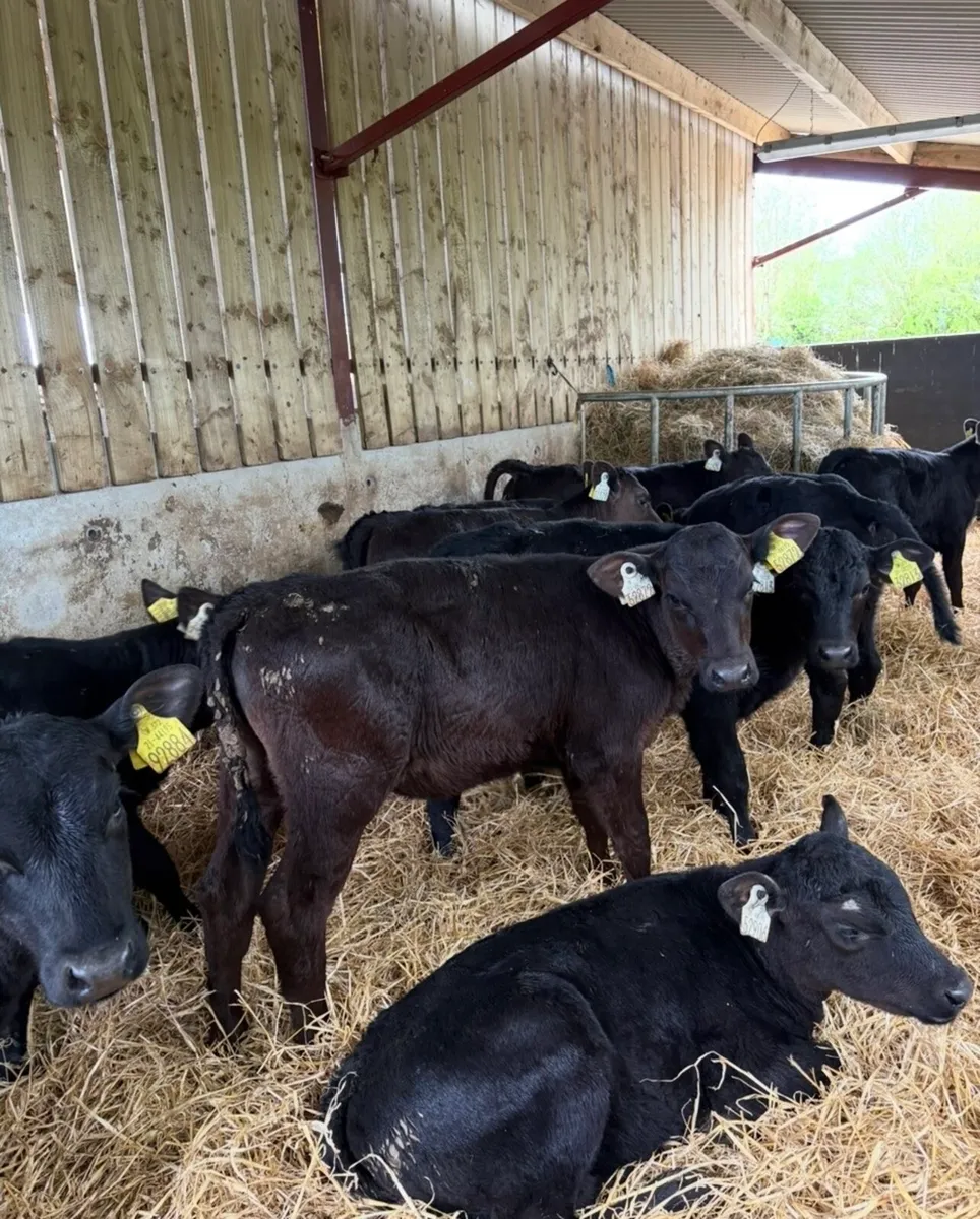 16 smashing 2-3 month old reared Angus heifers🔥 - Image 3