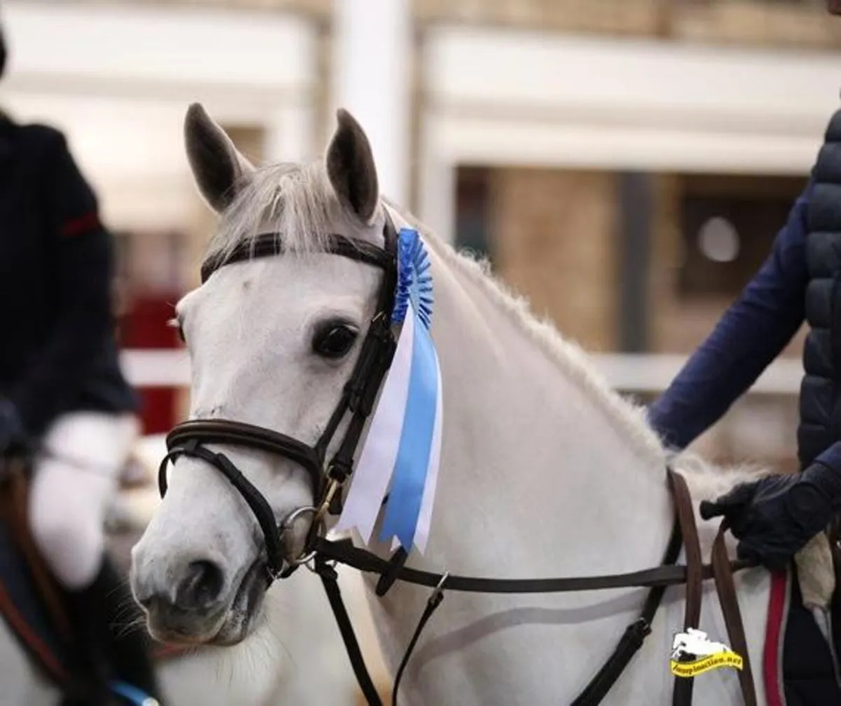 138cm Grade A - Image 2