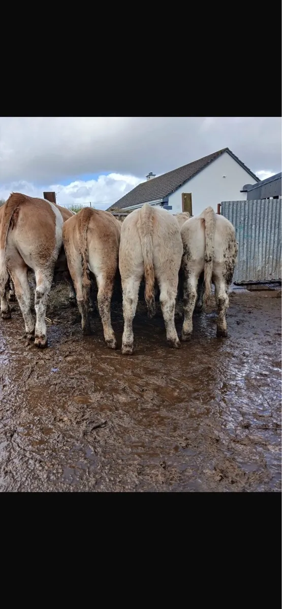 15 super R grade heifers - Image 1