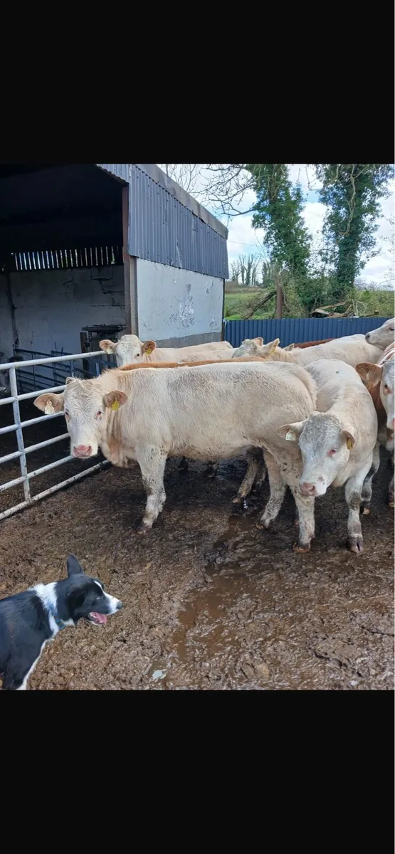 15 super R grade heifers - Image 2