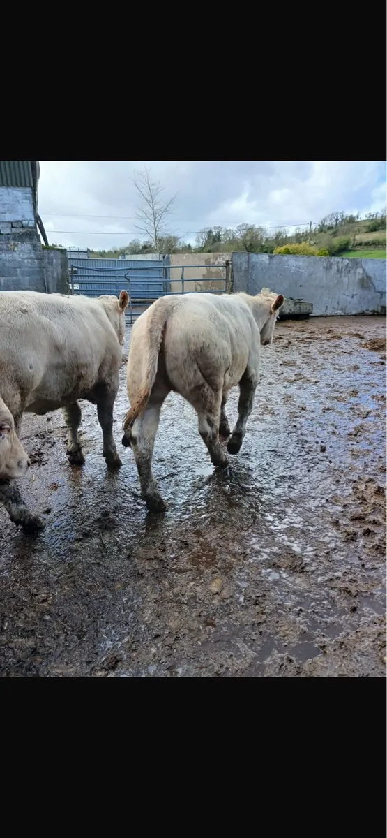 15 super R grade heifers - Image 3