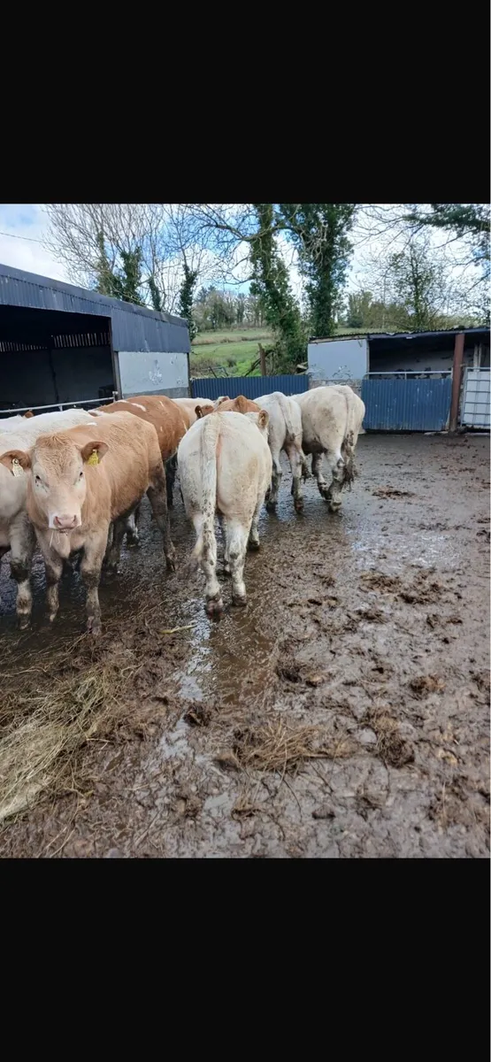 15 super R grade heifers - Image 4