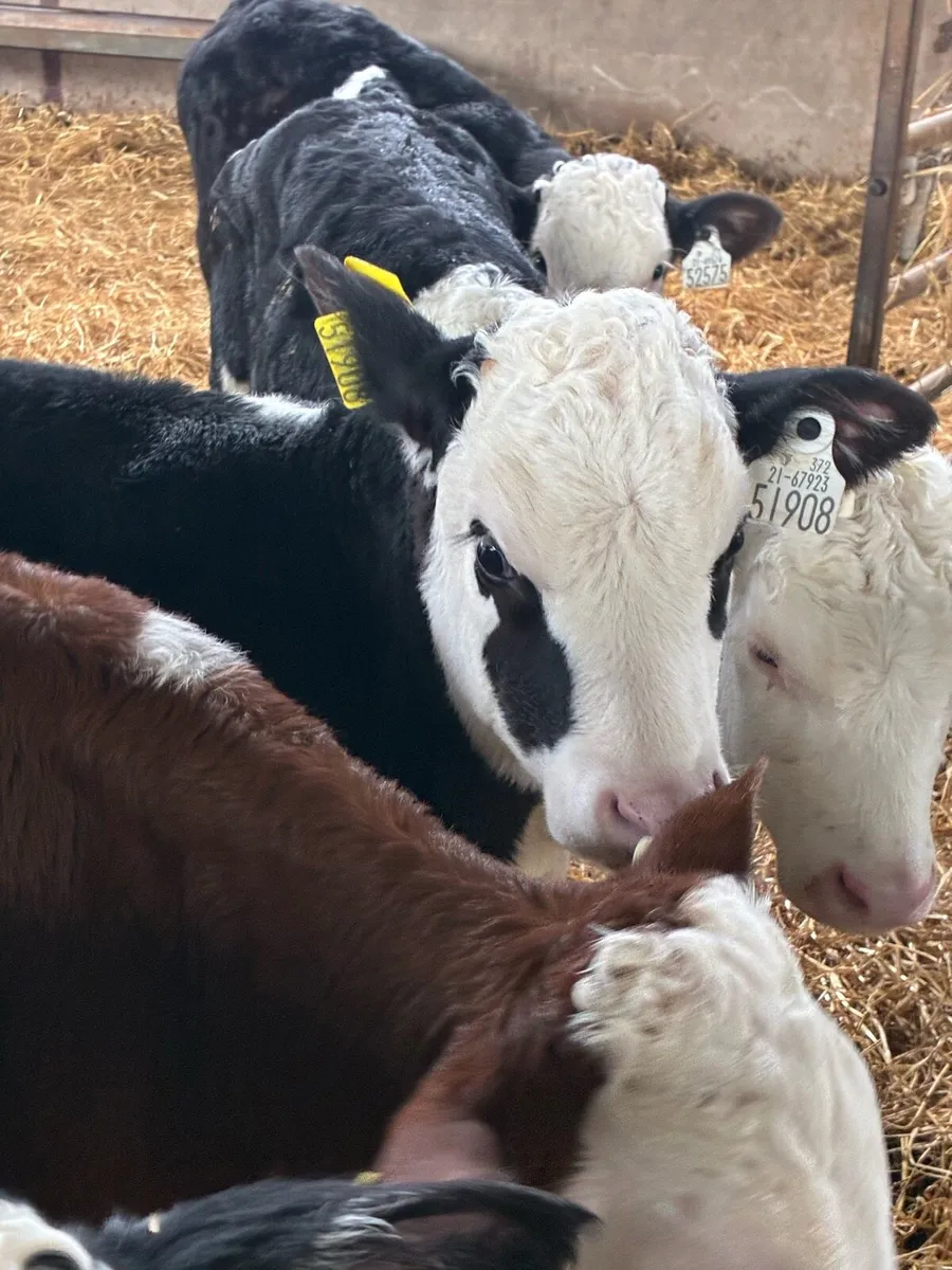 SUPER QUALITY REARED HEX BULL CALVES - Image 1