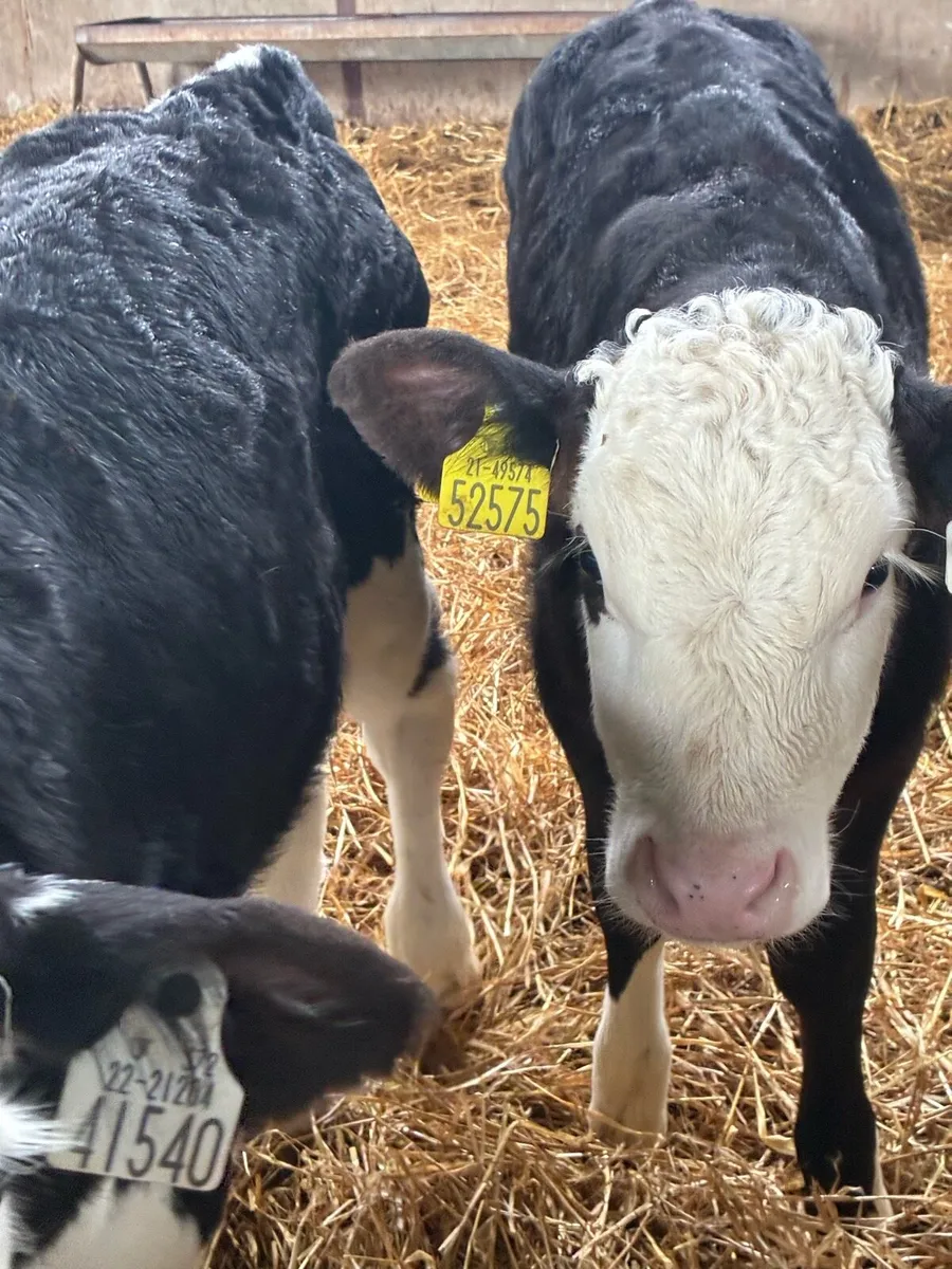 SUPER QUALITY REARED HEX BULL CALVES - Image 3