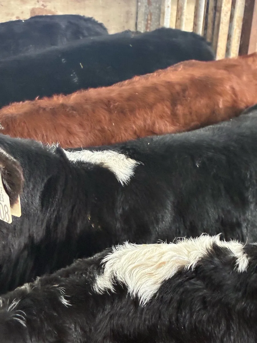 SUPER QUALITY REARED HEX BULL CALVES - Image 2