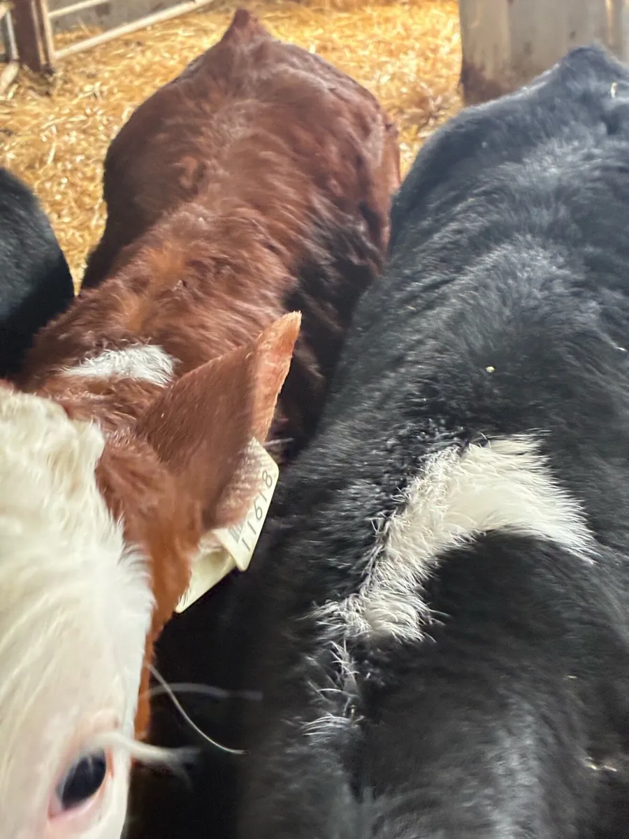 SUPER QUALITY REARED HEX BULL CALVES - Image 4