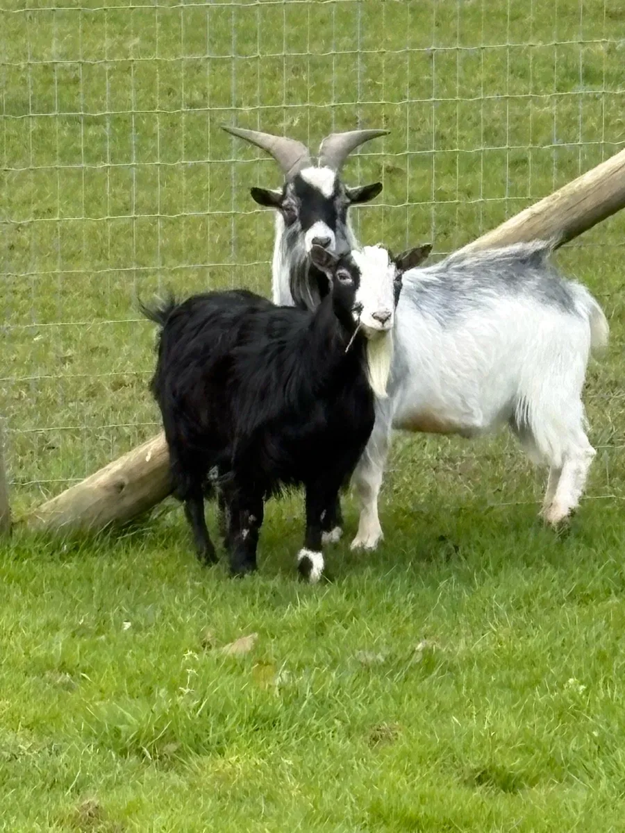 Pygmy Goat - Image 1