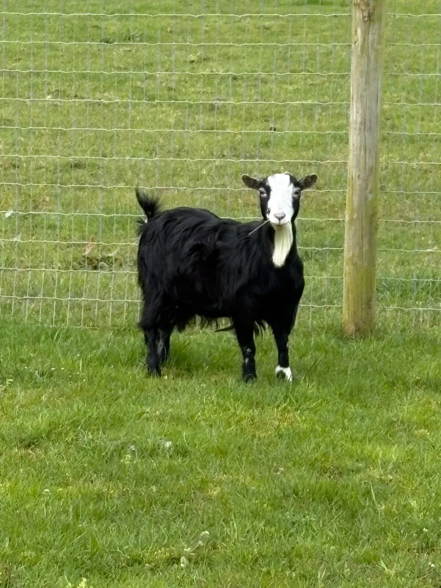 Pygmy Goat - Image 2