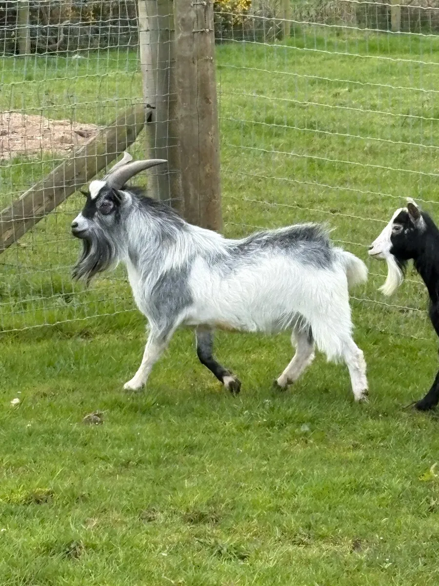 Pygmy Goat - Image 3