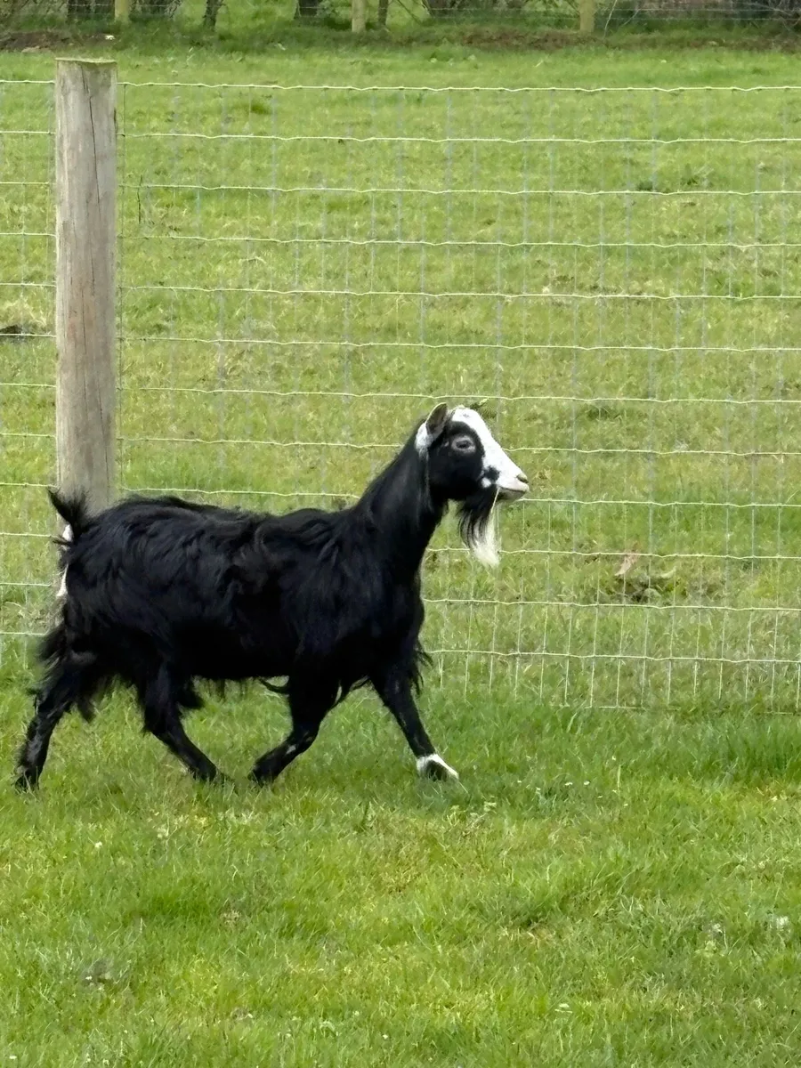 Pygmy Goat - Image 4