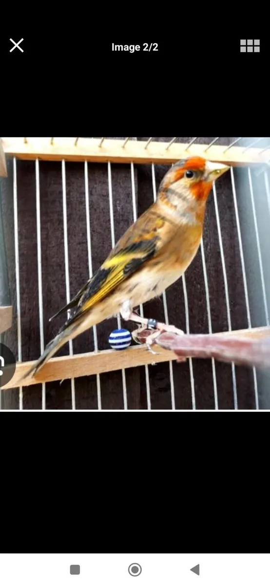 Carney x and cages - Image 1