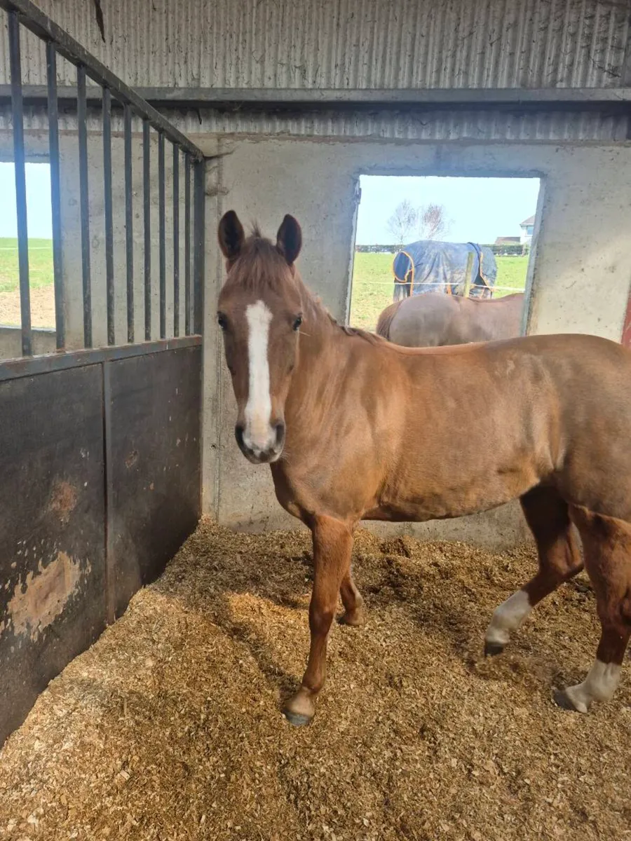 138cms Tabita Fairy Lustre - Image 3