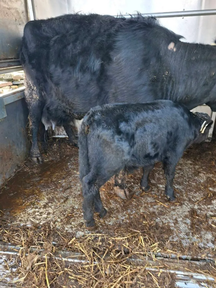 Dexter cow and bull calf - Image 1