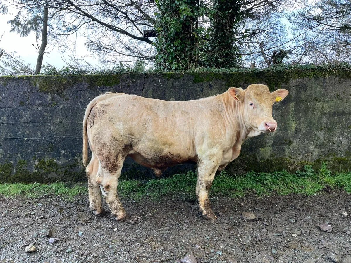 Four Pedigree Registered Charolais Bulls - Image 1