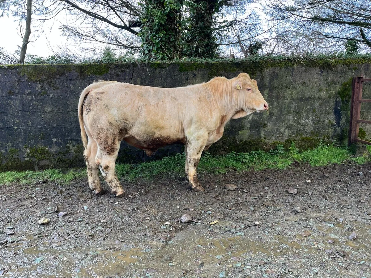 Four Pedigree Registered Charolais Bulls - Image 2