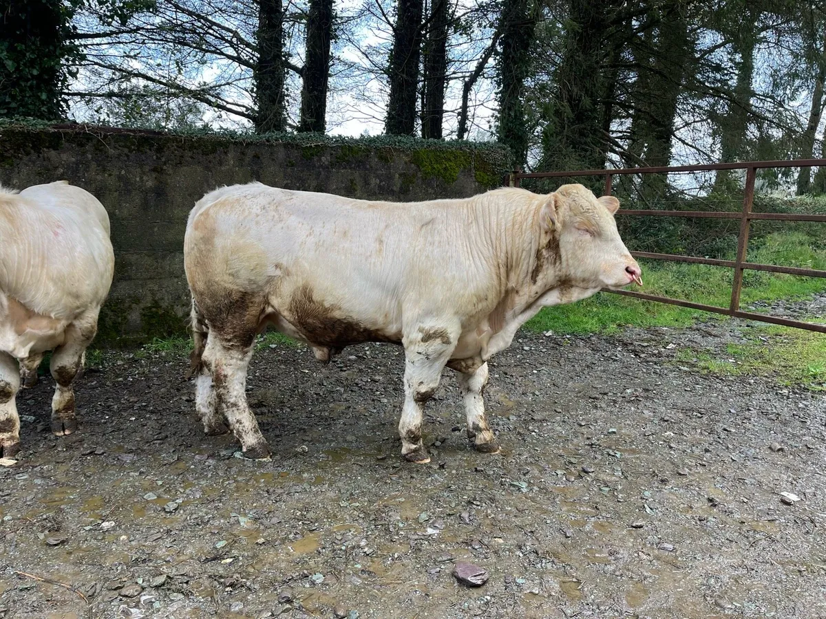 Four Pedigree Registered Charolais Bulls - Image 3