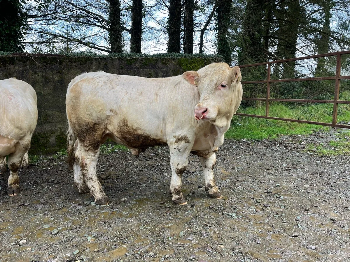 Four Pedigree Registered Charolais Bulls - Image 4