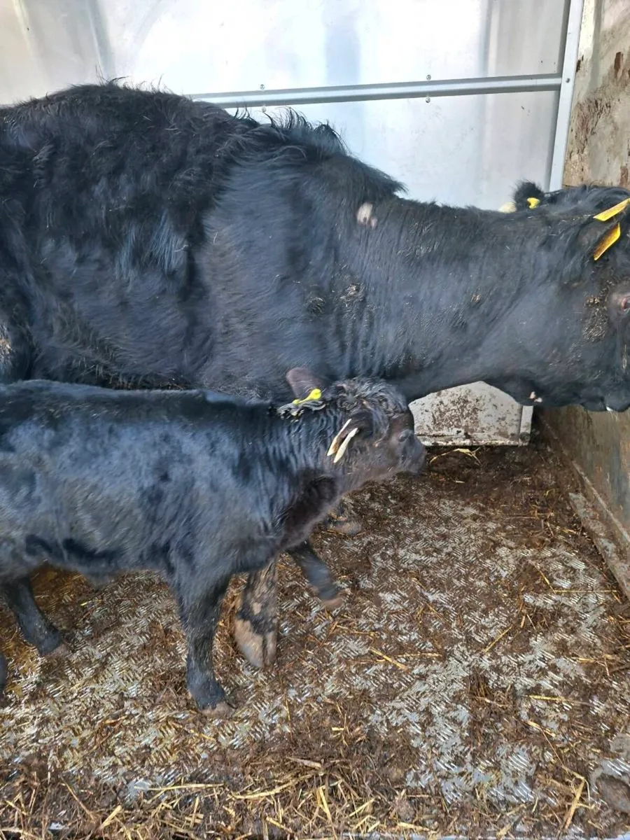 Dexter cow and bull calf - Image 2