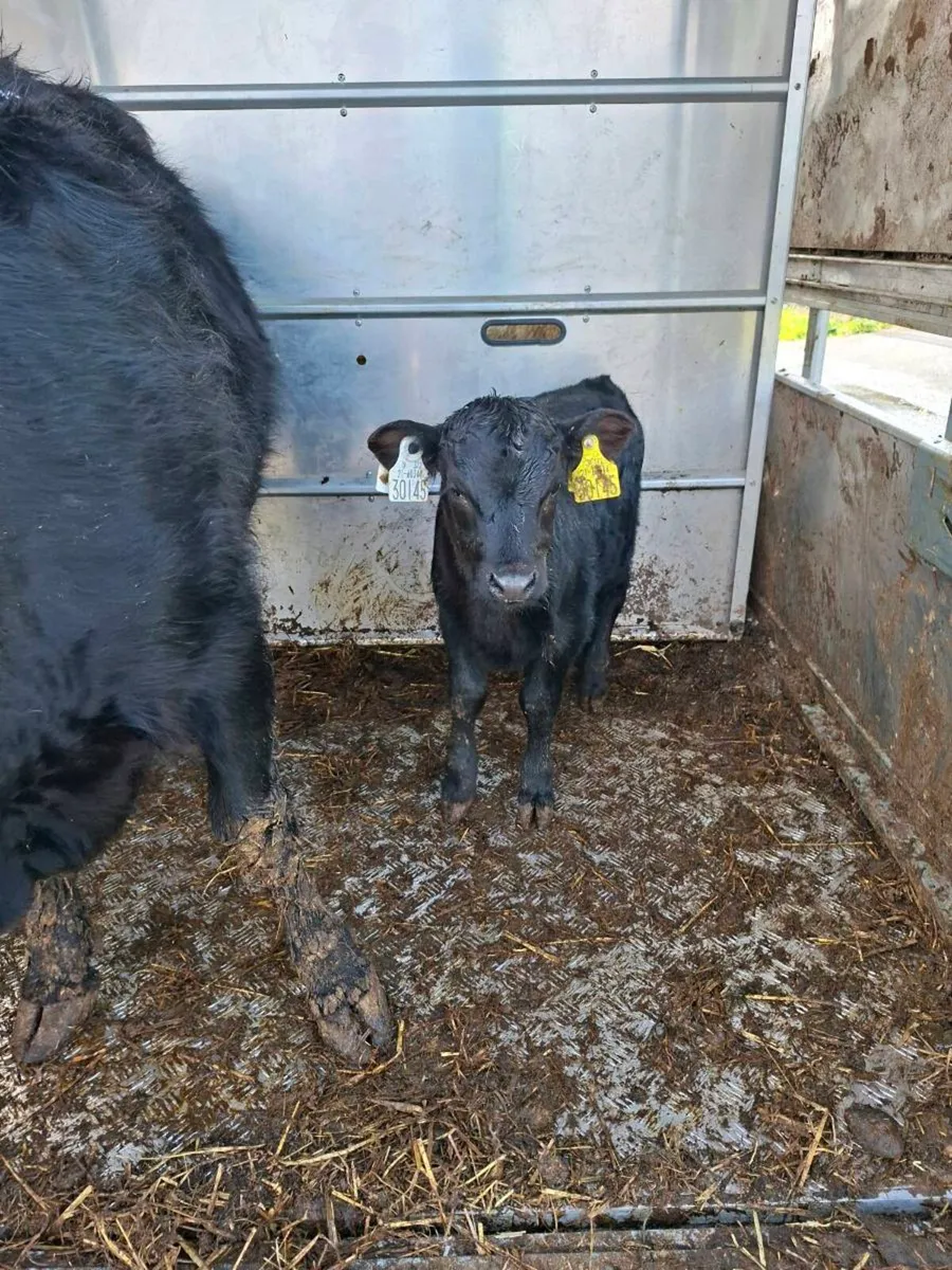 Dexter cow and bull calf - Image 3