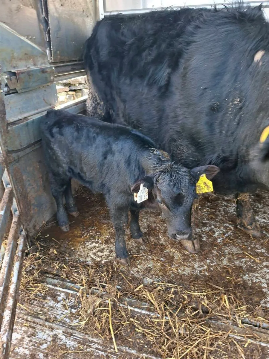 Dexter cow and bull calf - Image 4