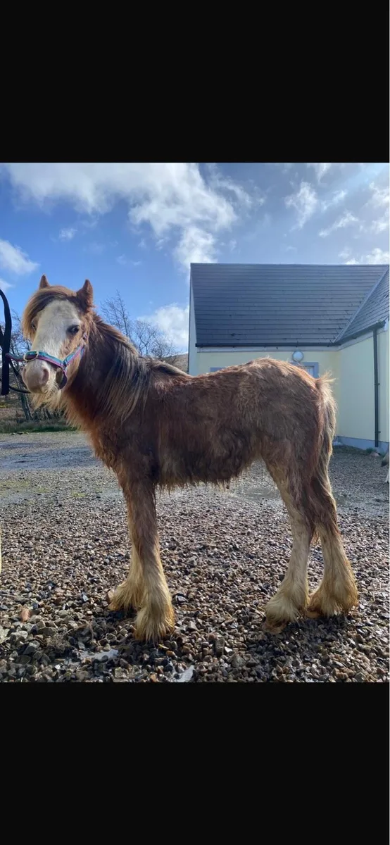 Stunning strawberry roan colt - Image 3