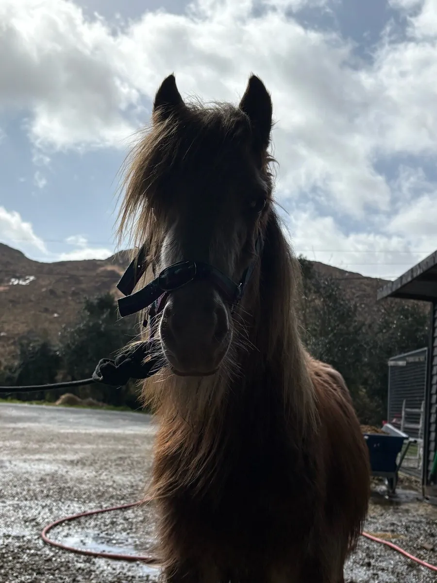 Stunning strawberry roan colt - Image 2