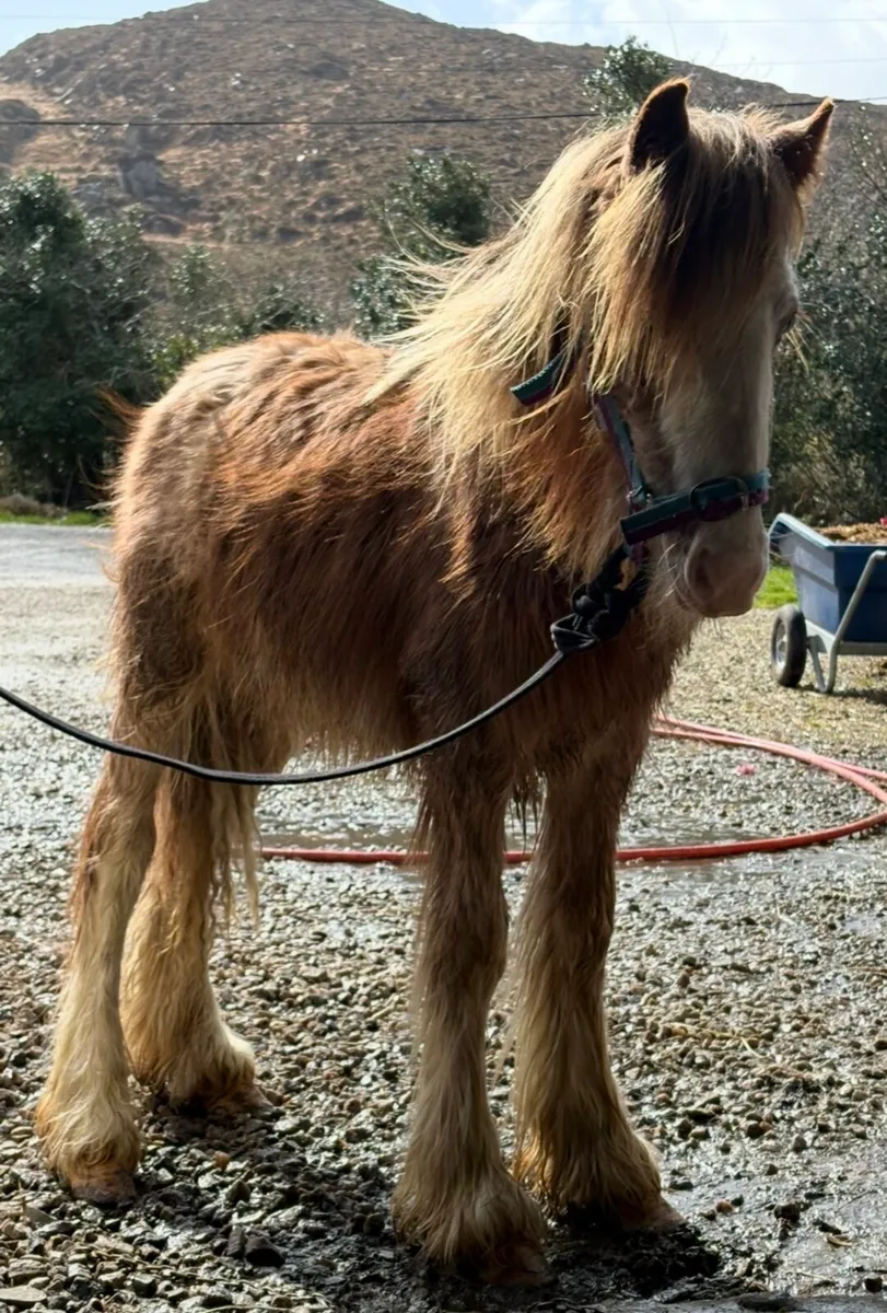 Stunning strawberry roan colt - Image 1