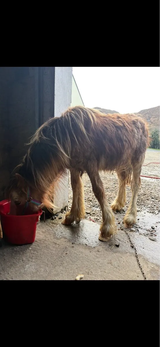 Stunning strawberry roan colt - Image 4