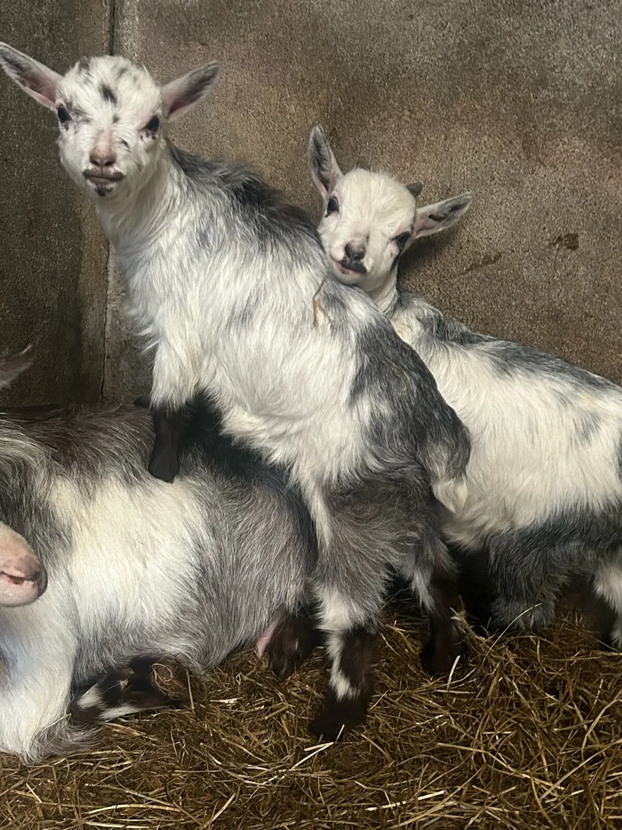 Pygmy goats - Image 1