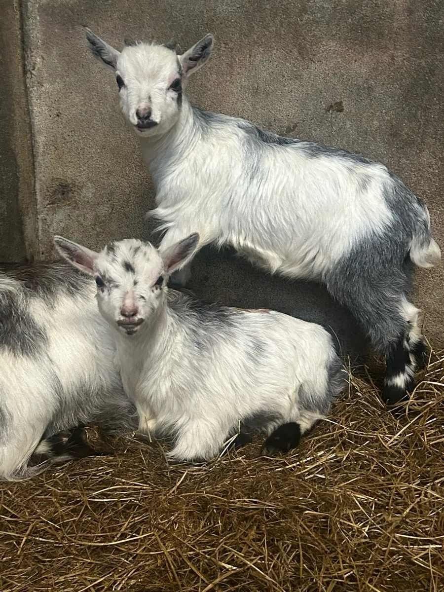 Pygmy goats - Image 2